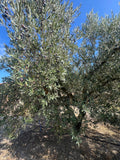 Alyvuoges